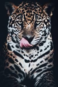 pantanal brasilien jaguar bilder 200x300