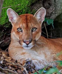 Pantanal Brasilien Puma bilder 250x300