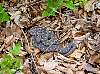 Watch your step! vipers are very common within Banat area...