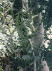 Kasaar Jungle Resort