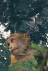 Kasaar Jungle Resort