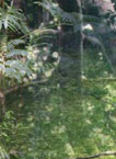 Kasaar Jungle Resort