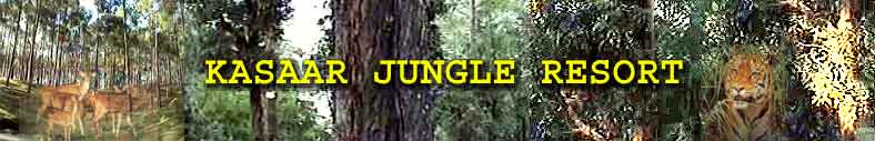 Kasaar Jungle Resort , Almora
