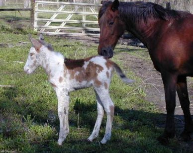 Picture of Gloria and Lady