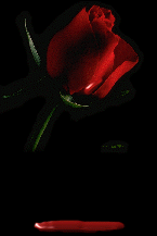Rose driping