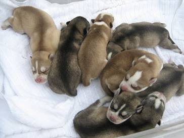 Photo of a very young red and white husky. its Mateo.