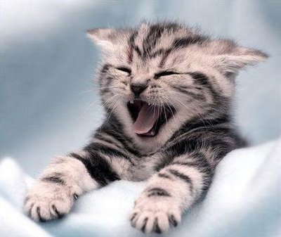 “cat”