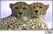 cheetahs!!