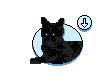 Download Black cat