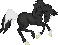 DHR Black Widow--Arabian Mare--Wild Stock