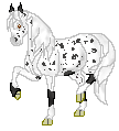 DHR Blooberry Cruch. A sweet Appaloosa Mare. From DHR BlooBerry Sioux by DHR Coal Dust Diamonds.