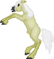 DHR Thowra--Brumby Stallion--Wild Stock