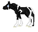 LS Warble--American Shetland mare