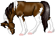 OBM Dakota--Paint mare