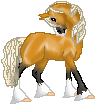 OBM Dew Drop--Haflinger Mare.