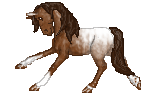RBF Marble Cake--Appaloosa mare