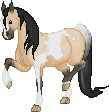 SID Butter Cup. A wonderful Lusitano X Mare. We don't know her sires breed as his records were lost.