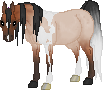 SID Calli. A beautiful, but temperamental Pintabian Mare. Unfortunaely her good points are weighed down by her habbit of bitting handlers.