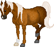 SID Crunchy. A vibrant palomino Arabian Mare. 