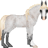 SID Delilah, a sweet Irish Draught mare. She's a great hunter jumper with a willingness to perform.
