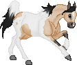 SID Honey Dew--Pintabian mare