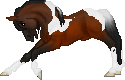 SID Knock on Wood. The perfect gentleman, this Warmblood Stallion knows how to work a crowd with his dressage skills.