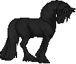 SID Midnight Sonata. This Friesian Stallion is often seen performing alongside SID Knock on Wood, and excels in dressage.