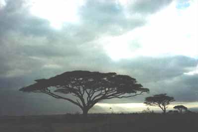 De typische 'paraplu-bomen' in het Amboseli park.