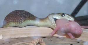 De Black Mamba !