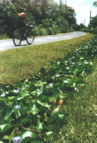 Waterlelies in de gracht langs de weg.