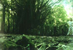 Een overwoekerde tempel in de jungle.