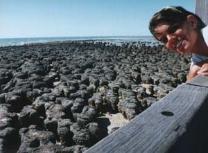 Stromatolieten in Shark Bay.