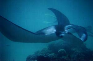 Een manta ray.