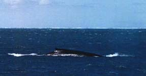 Een walvis.