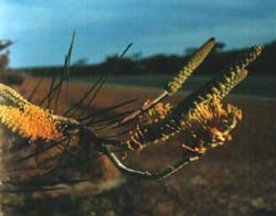 Wilde bloemen langs de weg.