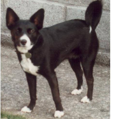 Sukey - Inspiration for Perro