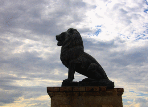 Lion of Sonora