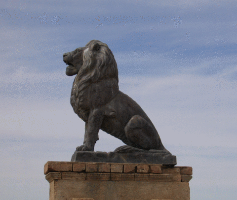 Lion of Sonora