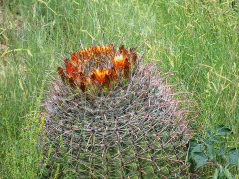 barrel cactus