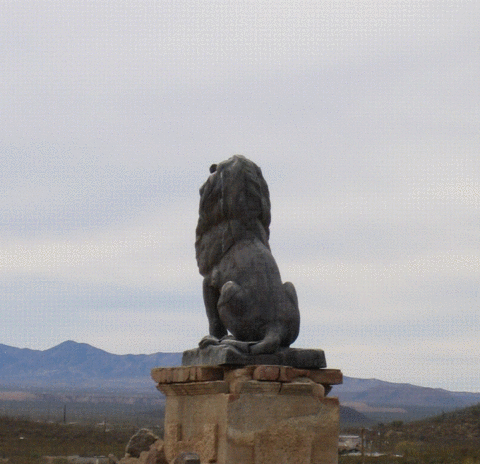 Lion back