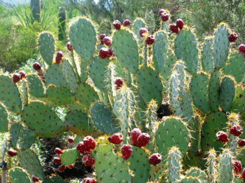 Prickly Pear