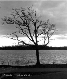 Tree at Tecumseh Lake, Tecumseh, OK