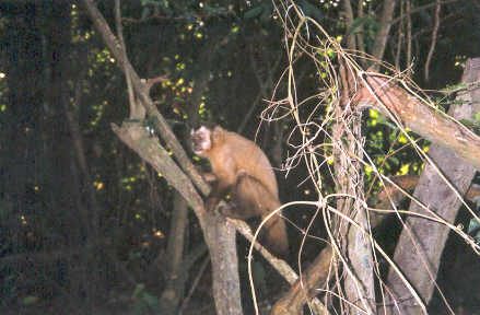 07_07rurremonkey