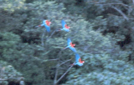 07_12rurrebirds