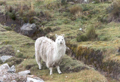 08_02cuenllama