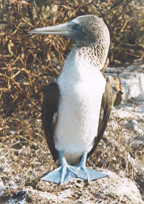 08_03galapblue