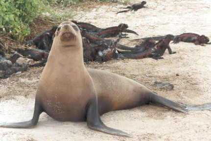 08_05galapsealion