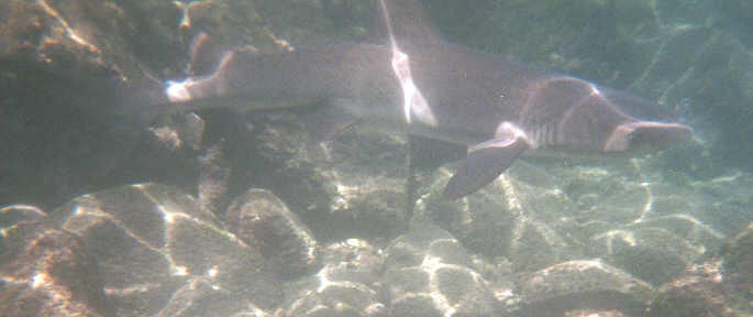 08_06galapshark