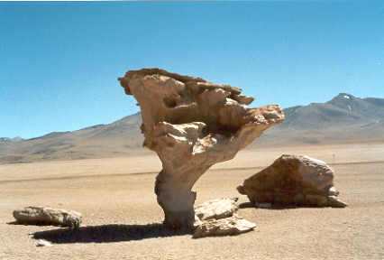 10_09salartree