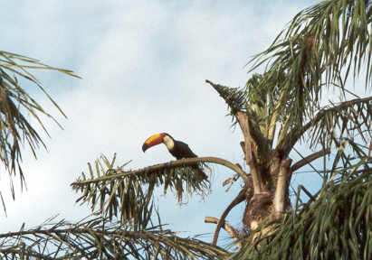 11_07roadtucan